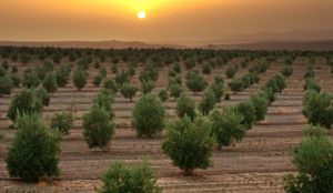 Leia mais sobre o artigo Iniciativa sustentável da Binding Site poupa 14 árvores do planeta em um ano